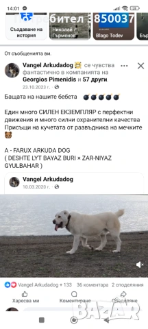 Свободна женска Алабай, снимка 3 - Алабай - 53226841