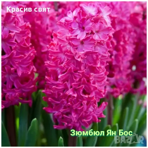 Луковици на 8 сорта зюмбюли, снимка 5 - Сортови семена и луковици - 56483214