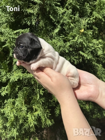  френски булдог/french Buldog, снимка 4 - Френски булдог - 55876701