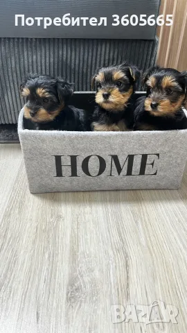 Йоркширски Териер / Йорки / Yorkie / Yorkshire Terrier