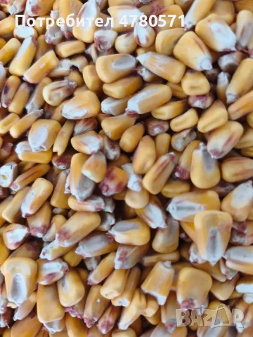 царевица за фураж 🌽