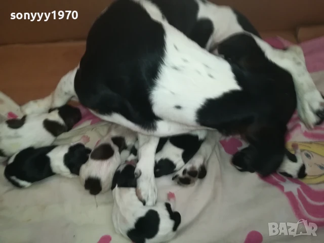 ДЖАК РЪСЕЛ-КУЧЕНЦА 250ЛВ ЗА 1БР 1508250823, снимка 15 - Джак ръсел териер - 51372207