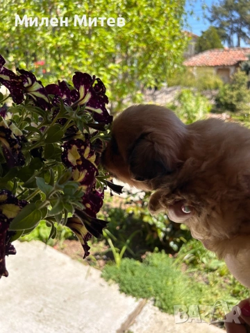 Кученца пекинез, снимка 3 - Пекинез - 54309829