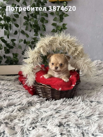 чихуахуа момченца, снимка 6 - Чихуахуа - 52675936