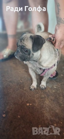 Малки мопсчета – чистокръвни, готови за нов дом!, снимка 1