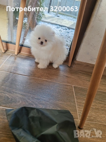 Померан мини мини , снимка 5 - Померан - 53078123