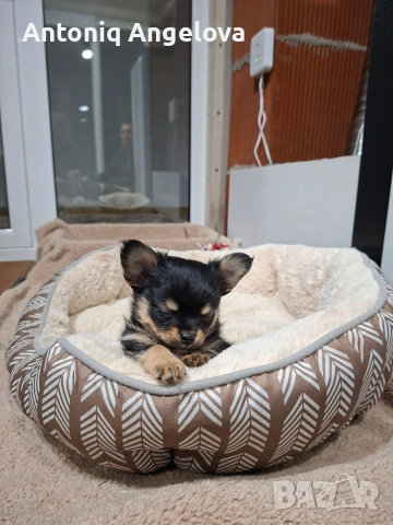 бебета чихуа на 50 дена с първа ваксина , снимка 14 - Чихуахуа - 53803931