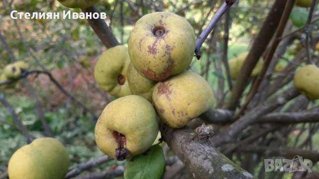 Японска дюля, хеномелес, планински лимон (Chaenomales x superba 'Nicoline'), снимка 4 - Градински цветя и растения - 52354276