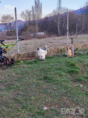 разплодни яйца , снимка 2 - Кокошки и пуйки - 53995912