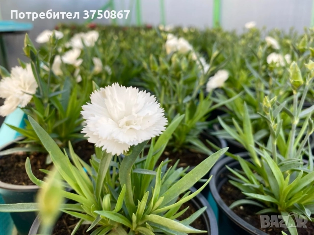 🧡💜🧡 Карамфил/Dianthus 🧡💜🧡, снимка 9 - Градински цветя и растения - 52139554