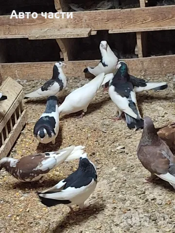 гълаби на хвърчани пазарджишки високолетачи , снимка 13 - Гълъби - 49029455