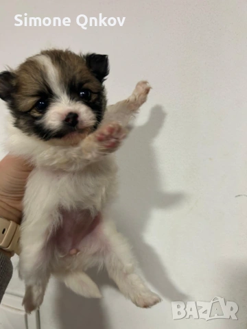 Мини шпиц Померан, снимка 3 - Померан - 53194351