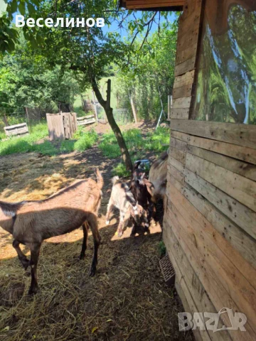 Продавам козлета, снимка 2 - Кози - 50629050