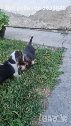 Бигъл, снимка 4 - Бигъл - 50757343
