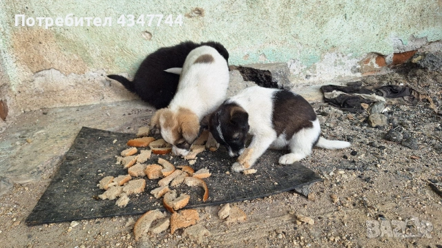 Подаряват се 6 малки кученца. 