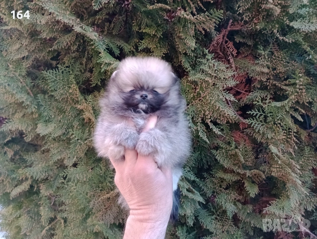 Мини Померан , снимка 5 - Померан - 53921457