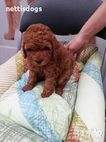 Той Пудели, снимка 3 - Пудели - 47377367