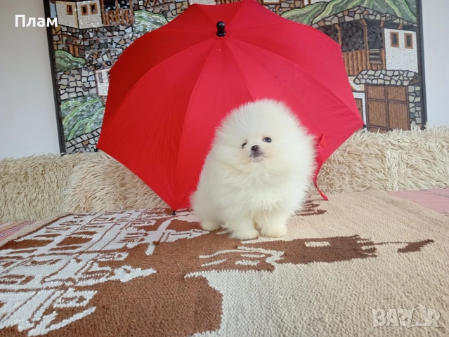 Мини бели мъжки и женски Померани., снимка 5 - Померан - 54100293