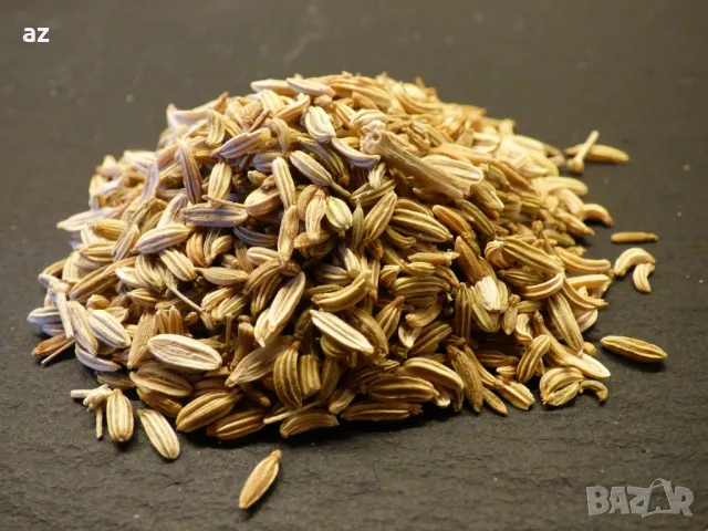 копър, снимка 4 - Сортови семена и луковици - 49747097