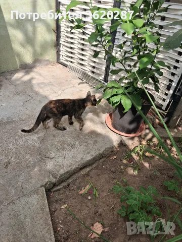 Две бездомни котета , снимка 17 - Други - 55446529