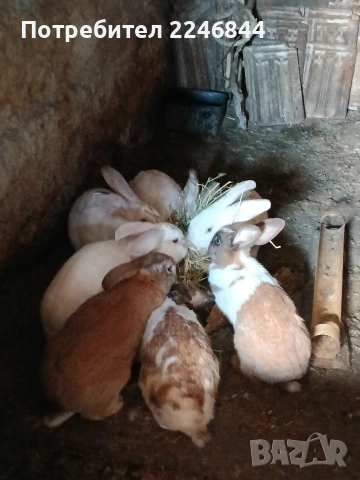 продавам зайци на възраст 5 до 6 месеца, снимка 6 - Други - 53942731