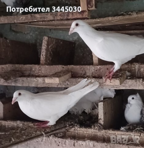 Продавам бели пощенски