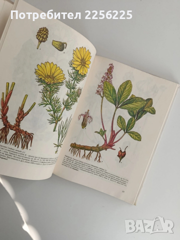 Атлас на лечебните растения в България, снимка 5 - Специализирана литература - 52919417