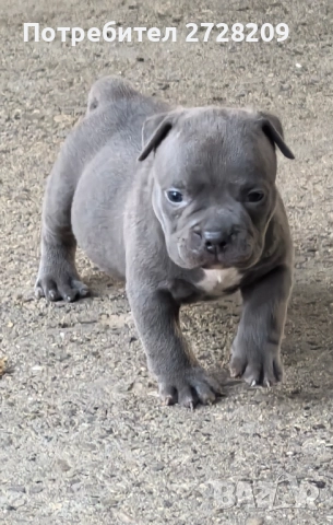 Американско Були Покет/ American Bully Pocket, снимка 14 - Питбул - 51488455