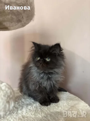 Персийски котенца 