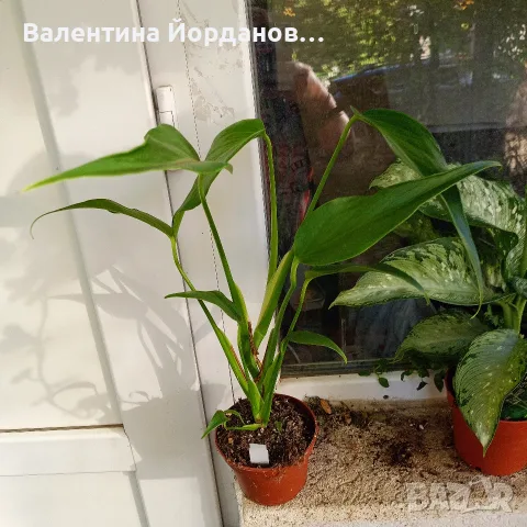монстера Burle marx Flame 