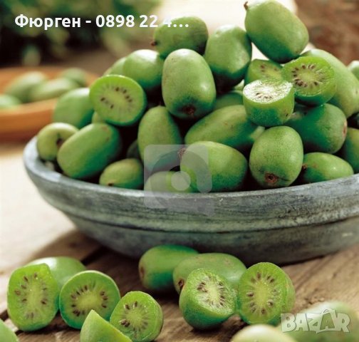 Киви Actinidia arguta Issai - МИНИ КИВИ – малко познато и много вкусно!, снимка 4 - Разсади - 38164416