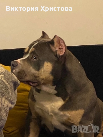 Американско Були покет, снимка 3 - Други - 52839127