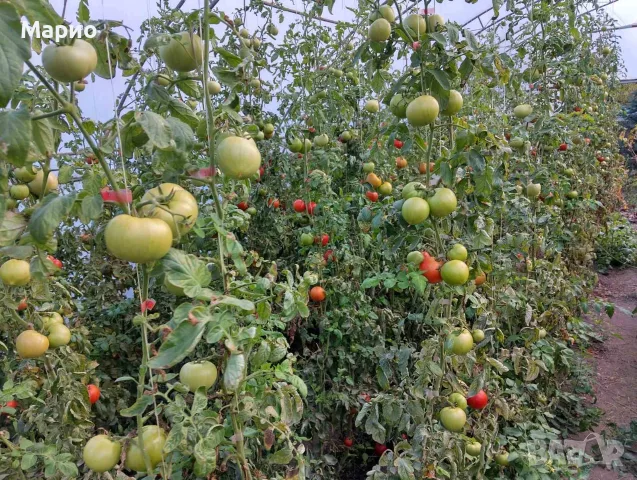 Продавам Зелени домати 1€ 