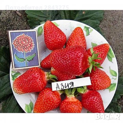 разсад ягоди, снимка 8 - Сортови семена и луковици - 30416578