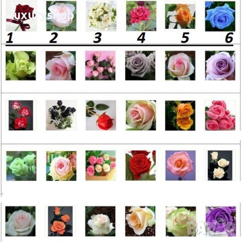 Рядък сорт семена на разноцветна, дъгова, роза,, Rose, Seeds, * 25 семена в пакет - Цена 6.89 лева, снимка 1 - Сортови семена и луковици - 36957219