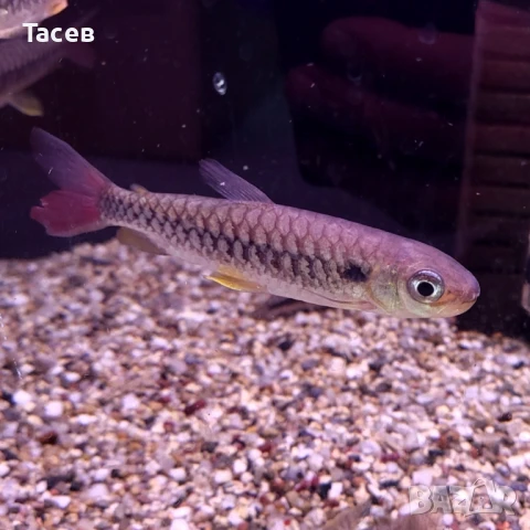 Chalceus 6см, снимка 1