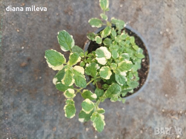 Шарена Мента, Mentha suaveolens, снимка 3 - Градински цветя и растения - 39288853
