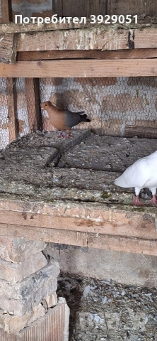 Продавам Архангели, снимка 6 - Гълъби - 54241623