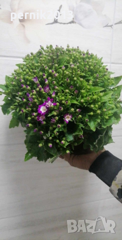 цинерария, снимка 3 - Градински цветя и растения - 44688720