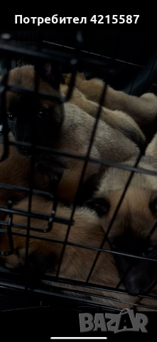 Белгийска овчарка бебе, снимка 5 - Белгийска овчарка - 52804440