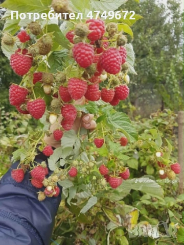 Расад Ягоди и Малини , снимка 3 - Разсади - 53928813