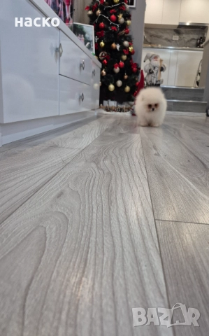 Померан момче , снимка 3 - Померан - 52914563