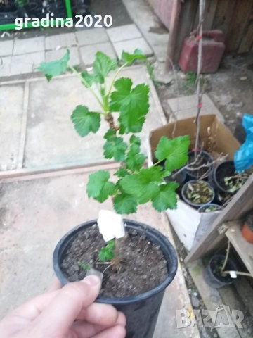 Цариградско грозде -Разсад , снимка 4 - Градински цветя и растения - 27437698