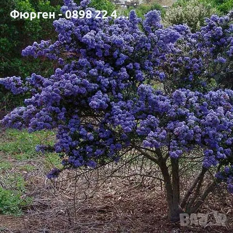 Цеанотусът (Ceanothus) или калифорнийският люляк Налични 3 вида, снимка 10 - Разсади - 49944023