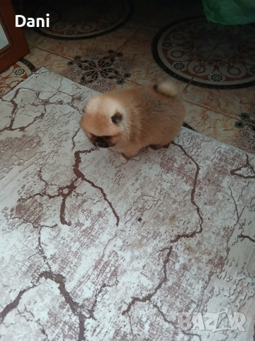 Mini pomeran, снимка 4 - Померан - 53295995