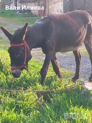 Магаре, снимка 2 - Други - 54219861