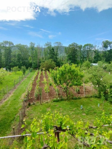 Продава се грозде, снимка 1