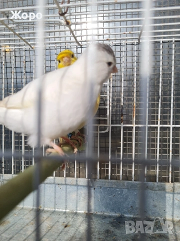 Продавам канари фай фенси , снимка 9 - Канари - 53018067