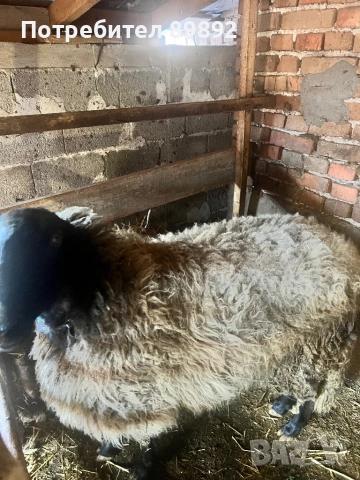 Коч Плевенска Черноглава, снимка 8 - Овце - 54090778