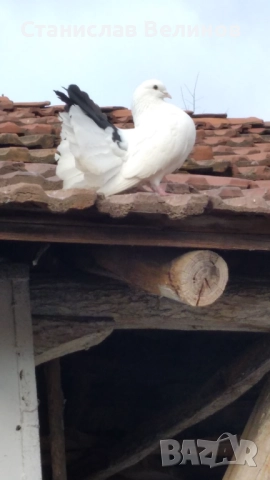 Продавам два броя фенерлии, снимка 2 - Гълъби - 52857244